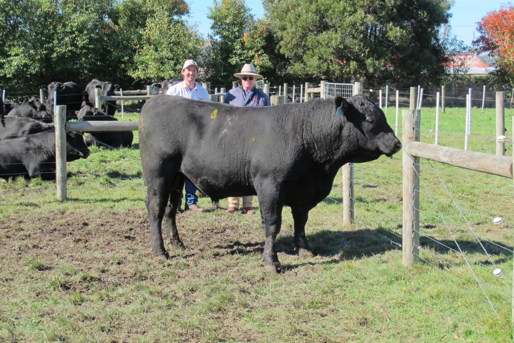 LOT 19 - CLUDEN NEWRY P19 (Sire: KOMPLETE K22)